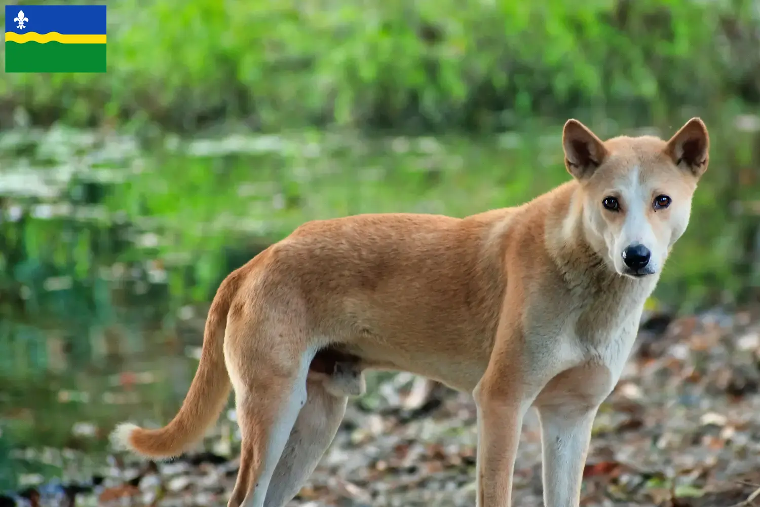 Read more about the article Indian pariah dog breeders and puppies in Flevoland