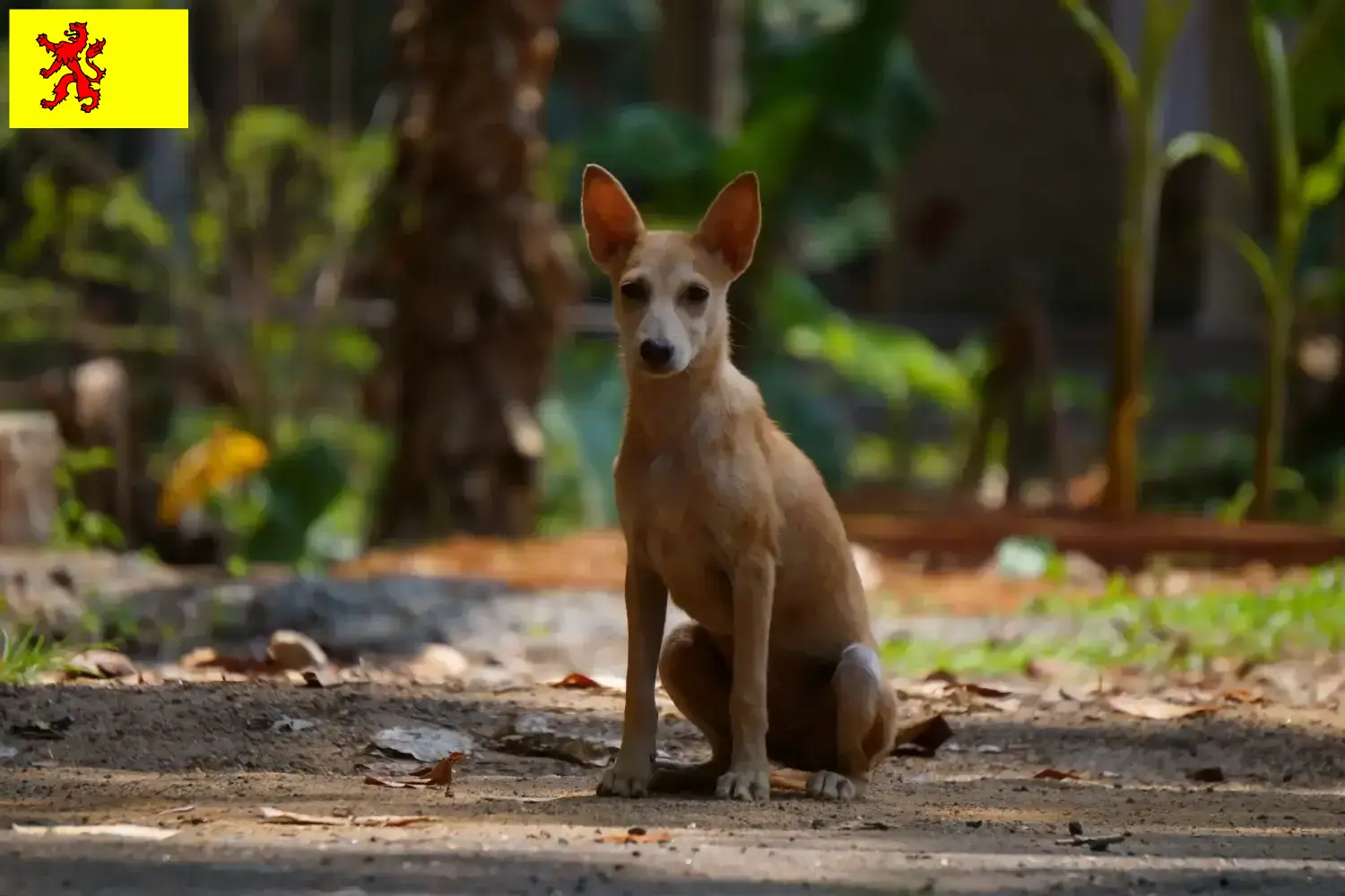 Read more about the article Indian pariah dog breeder and puppies in South Holland