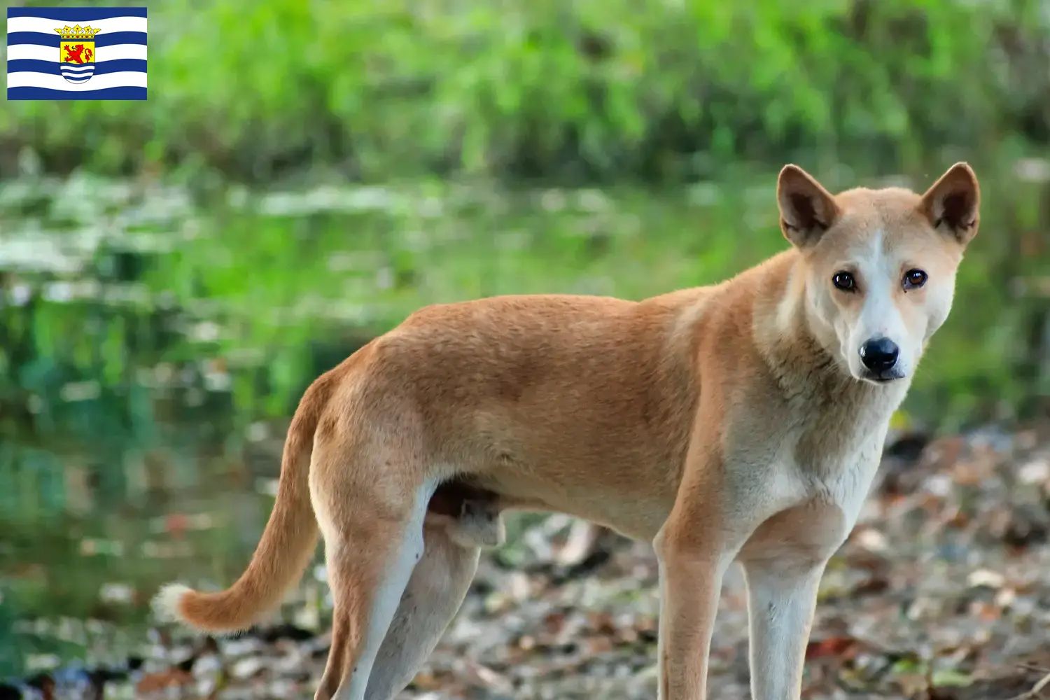 Read more about the article Indian pariah dog breeder and puppies in Zeeland