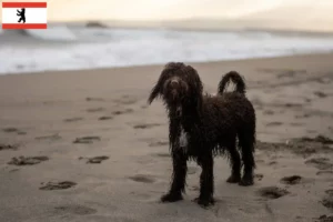 Read more about the article Irish Water Spaniel breeders and puppies in Berlin