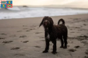 Read more about the article Irish Water Spaniel breeders and puppies in Bourgogne-Franche-Comté