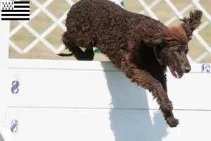 Read more about the article Irish Water Spaniel breeders and puppies in Brittany