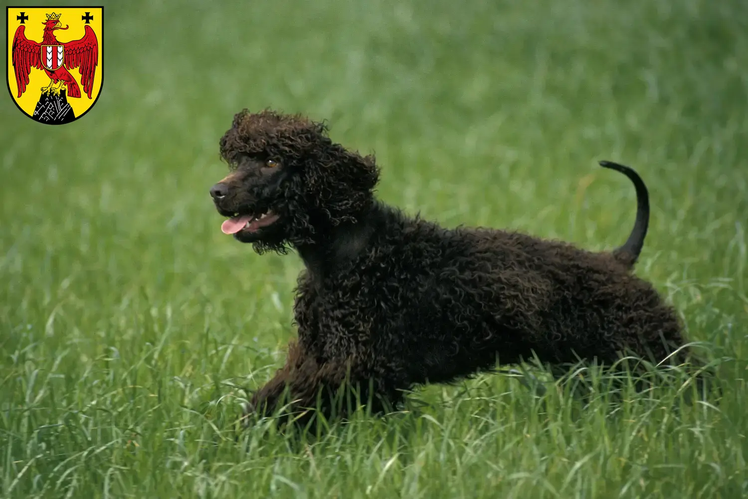 Read more about the article Irish Water Spaniel breeders and puppies in Burgenland