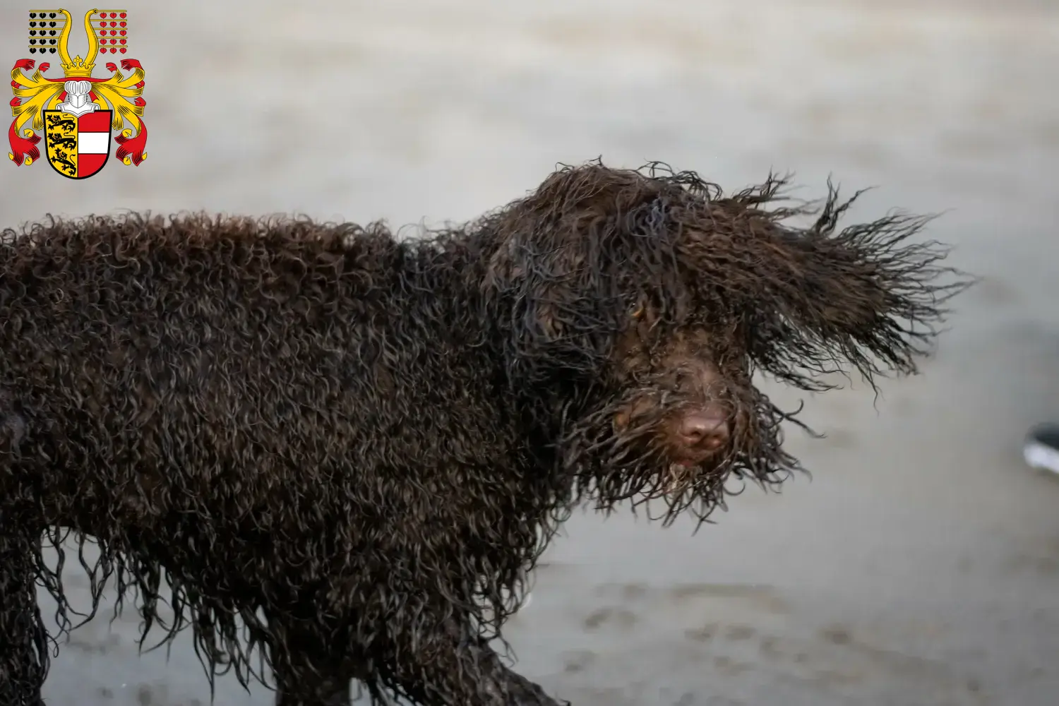 Read more about the article Irish Water Spaniel breeders and puppies in Carinthia