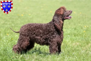 Read more about the article Irish Water Spaniel breeders and puppies in Centre-Val de Loire