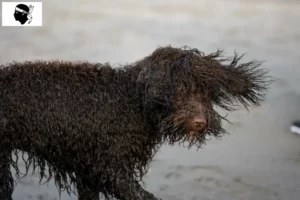 Read more about the article Irish Water Spaniel breeders and puppies in Corsica