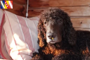 Read more about the article Irish Water Spaniel breeders and puppies in Grand Est