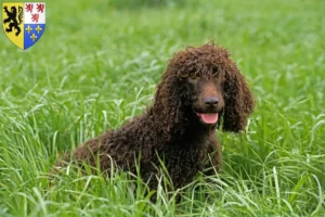 Read more about the article Irish Water Spaniel breeders and puppies in Hauts-de-France