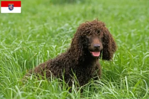 Read more about the article Irish Water Spaniel breeders and puppies in Hessen