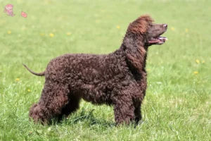 Read more about the article Irish Water Spaniel breeders and puppies in Hovedstaden