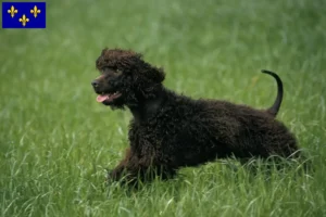 Read more about the article Irish Water Spaniel breeders and puppies in Île-de-France