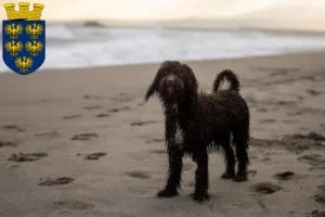 Read more about the article Irish Water Spaniel breeders and puppies in Lower Austria