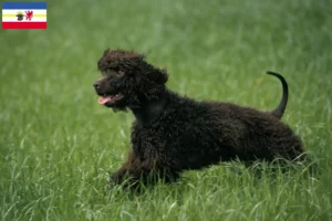 Read more about the article Irish Water Spaniel breeders and puppies in Mecklenburg-Vorpommern