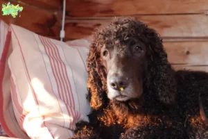 Read more about the article Irish Water Spaniel breeders and puppies in Midtjylland