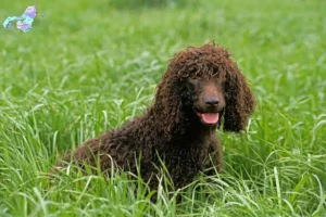 Read more about the article Irish Water Spaniel breeders and puppies in Nordjylland