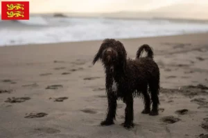 Read more about the article Irish Water Spaniel breeders and puppies in Normandy