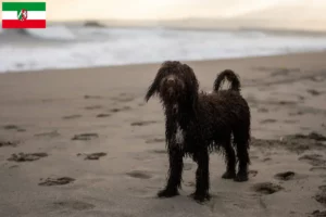 Read more about the article Irish Water Spaniel breeders and puppies in North Rhine-Westphalia