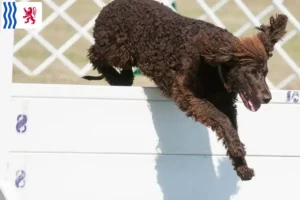 Read more about the article Irish Water Spaniel breeders and puppies in Nouvelle-Aquitaine