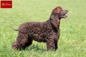 Read more about the article Irish Water Spaniel breeders and puppies in Occitania