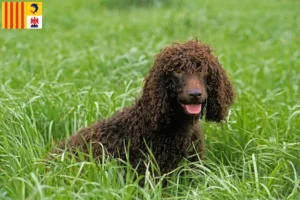 Read more about the article Irish Water Spaniel breeders and puppies in Provence-Alpes-Côte d’Azur