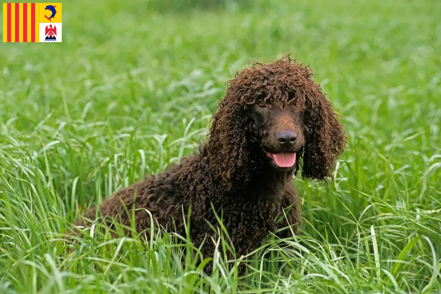 Read more about the article Irish Water Spaniel breeders and puppies in Provence-Alpes-Côte d’Azur