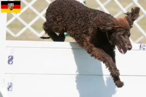 Read more about the article Irish Water Spaniel breeders and puppies in Saarland