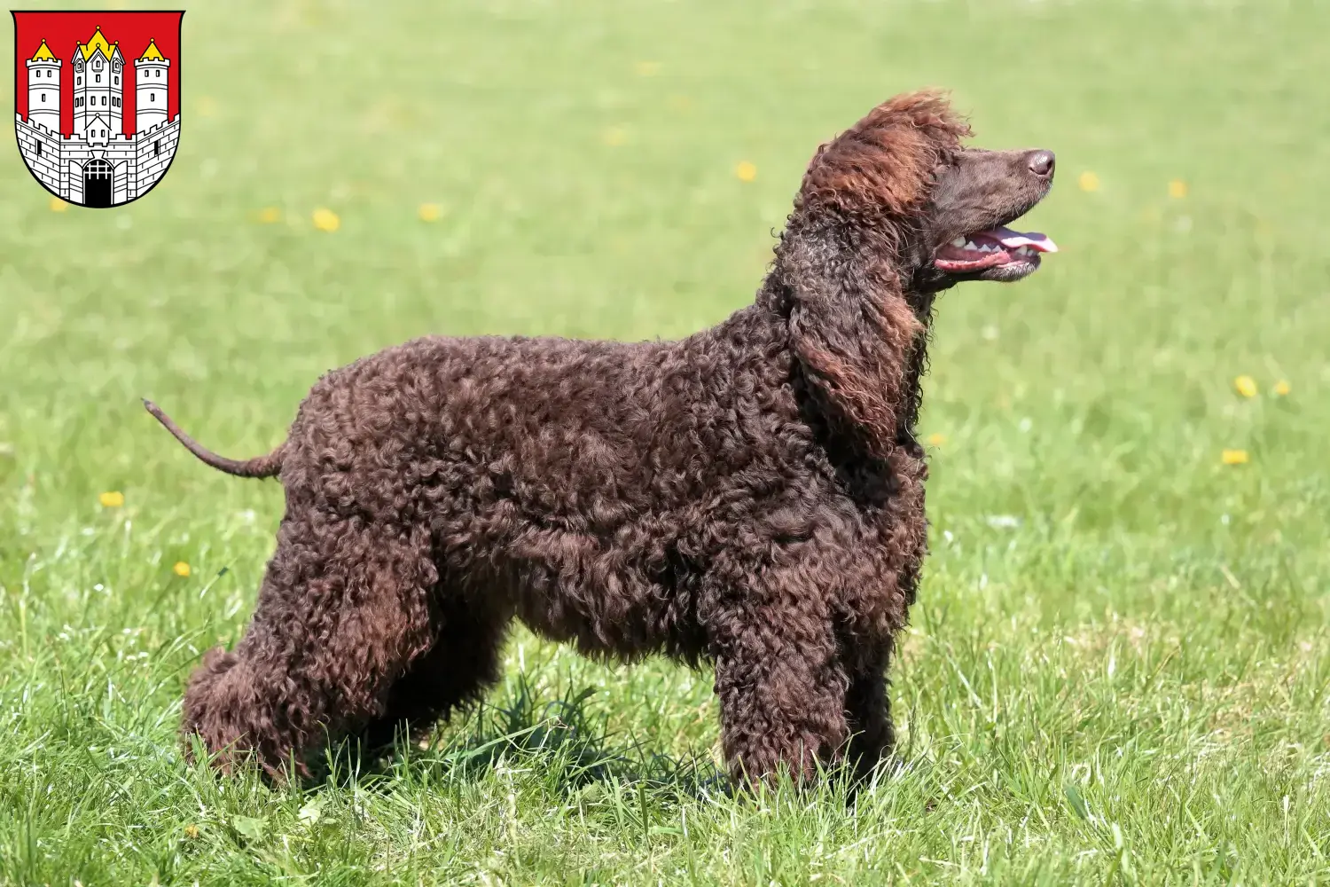 Read more about the article Irish Water Spaniel breeders and puppies in Salzburg