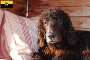 Read more about the article Irish Water Spaniel breeders and puppies in Saxony-Anhalt