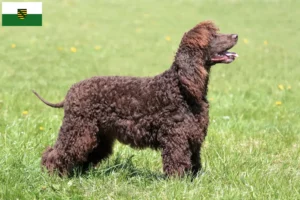 Read more about the article Irish Water Spaniel breeders and puppies in Saxony