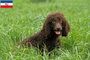 Read more about the article Irish Water Spaniel breeders and puppies in Schleswig-Holstein