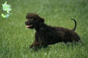 Read more about the article Irish Water Spaniel breeders and puppies in Sjælland