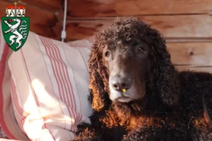 Read more about the article Irish Water Spaniel breeders and puppies in Styria