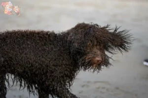 Read more about the article Irish Water Spaniel breeders and puppies in Syddanmark