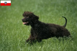 Read more about the article Irish Water Spaniel breeders and puppies in Thuringia