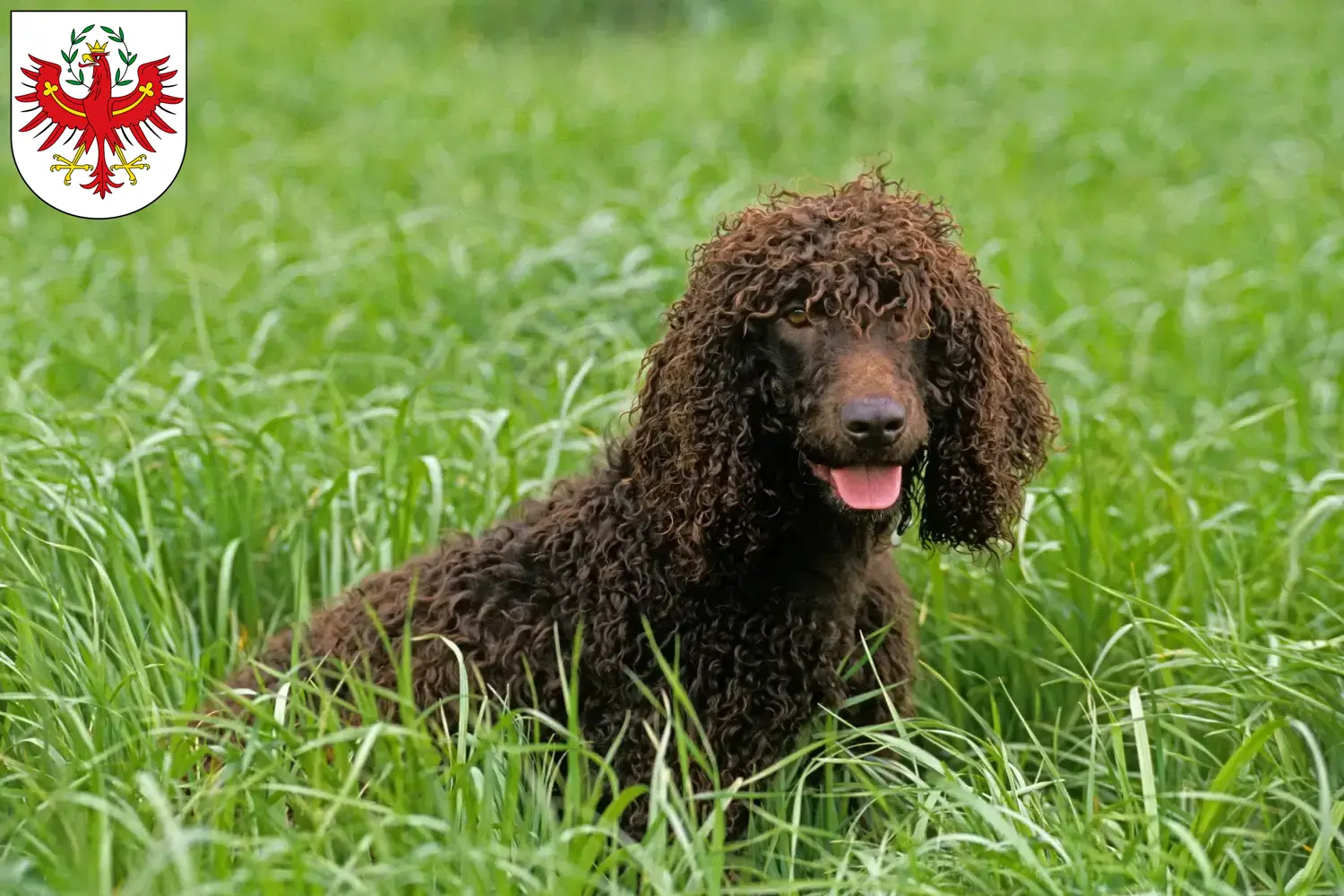 Read more about the article Irish Water Spaniel breeders and puppies in Tirol