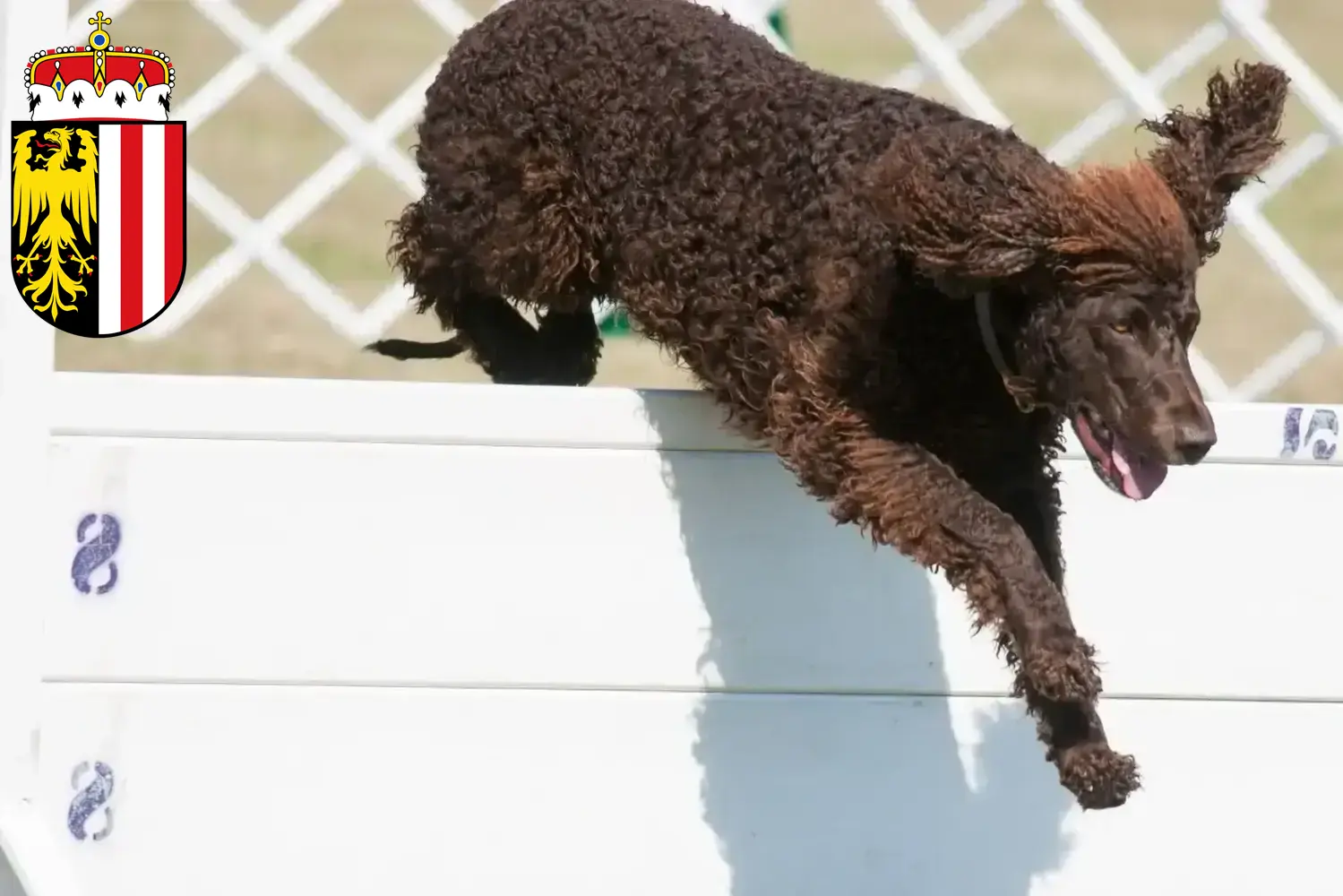 Read more about the article Irish Water Spaniel breeders and puppies in Upper Austria