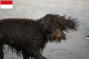 Read more about the article Irish Water Spaniel breeders and puppies in Vienna