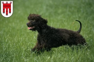 Read more about the article Irish Water Spaniel breeders and puppies in Vorarlberg