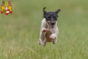 Read more about the article Japanese Terrier breeder and puppies in Carinthia