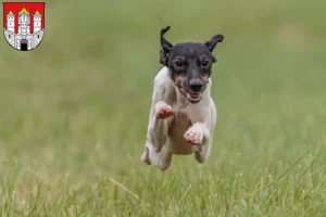 Read more about the article Japanese Terrier breeder and puppies in Salzburg