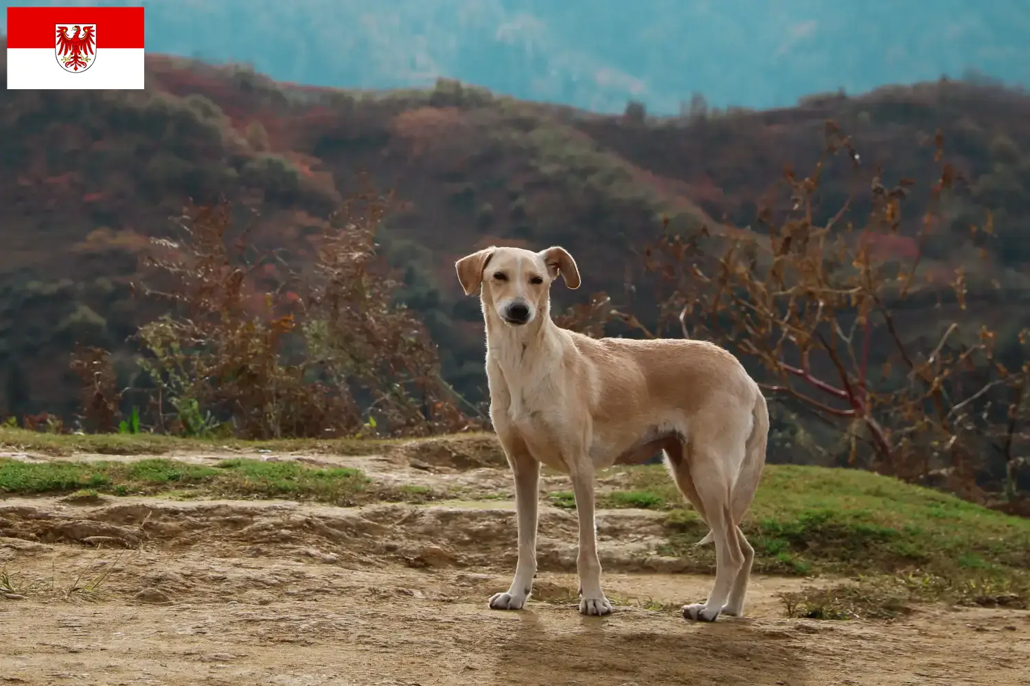 Read more about the article Kritikos Lagonikos breeders and puppies in Brandenburg