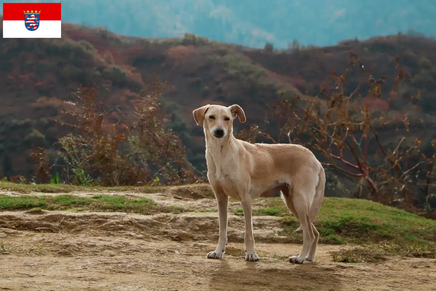 Read more about the article Kritikos Lagonikos breeders and puppies in Hessen