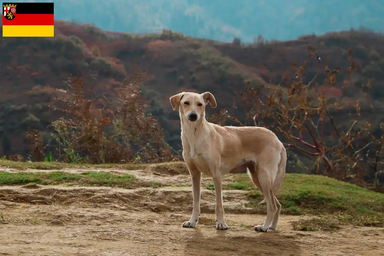 Read more about the article Kritikos Lagonikos breeders and puppies in Rhineland-Palatinate