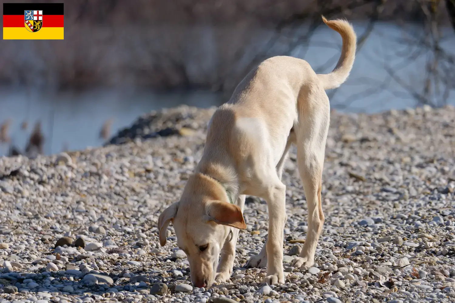 Read more about the article Kritikos Lagonikos breeder and puppies in Saarland