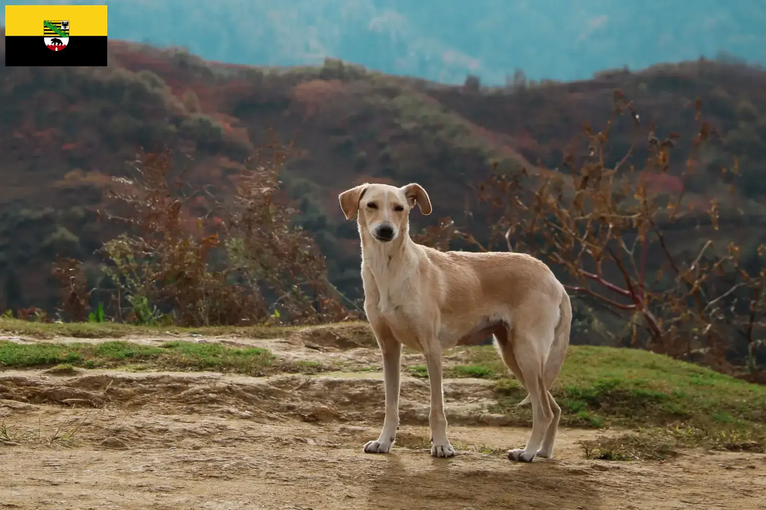 Read more about the article Kritikos Lagonikos breeders and puppies in Saxony-Anhalt