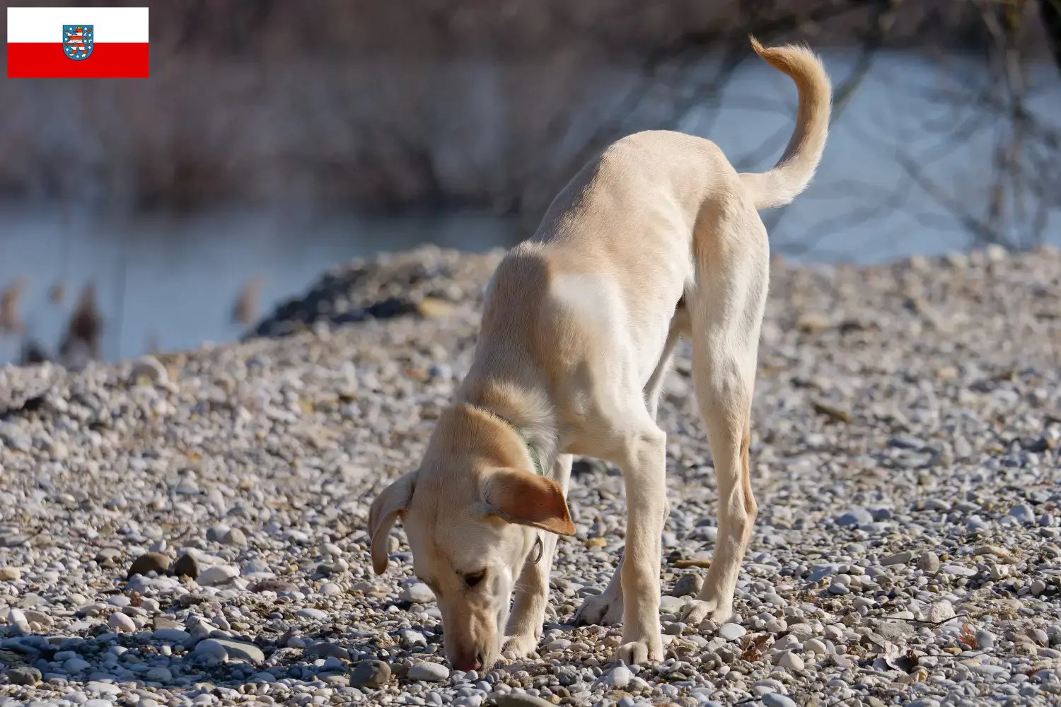 Read more about the article Kritikos Lagonikos breeders and puppies in Thuringia