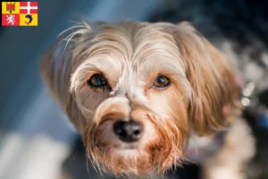 Read more about the article Morkie breeders and puppies in Auvergne-Rhône-Alpes