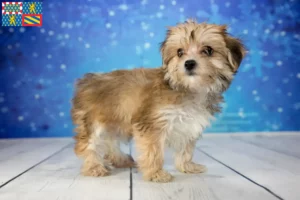 Read more about the article Morkie breeders and puppies in Bourgogne-Franche-Comté