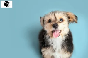 Read more about the article Morkie breeders and puppies in Corsica