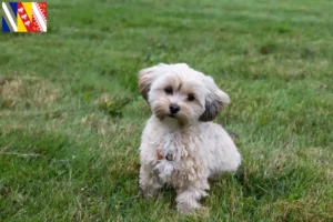 Read more about the article Morkie breeders and puppies in Grand Est